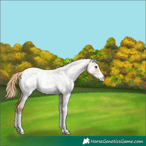 Horse Color:Unknown 