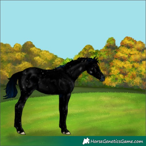 Horse Color:ERROR: UNKNOWN ANOMALY