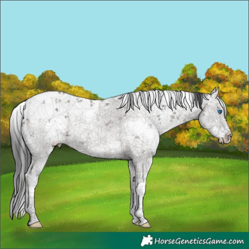 Horse Color:White Spotted Grullo Sabino Splash 