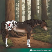 Horse Color:White Spotted Liver Chestnut Appaloosa 