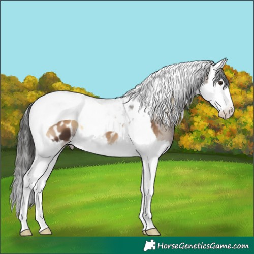 Horse Color:Liver Red Onyx Splash Tobiano Appaloosa 