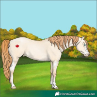 Horse Color:Buckskin Pearl Dun Sabino 
