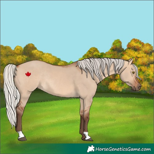 Horse Color:Silver Bay Dun Rabicano 