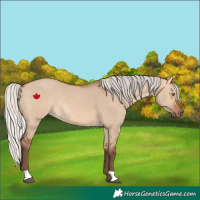 Horse Color:Silver Bay Dun Rabicano 