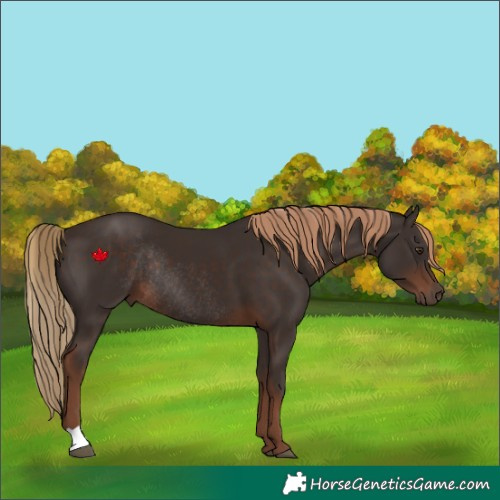 Horse Color:Liver Chestnut Rabicano 