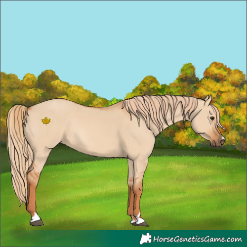 Horse Color:Red Dun Rabicano 