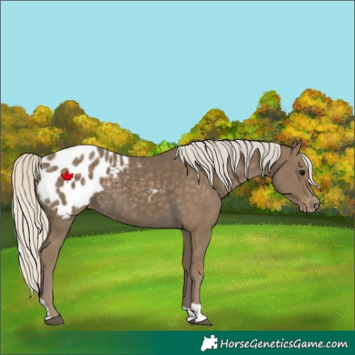 Horse Color:Silver Smoky Black Tobiano Blanket
