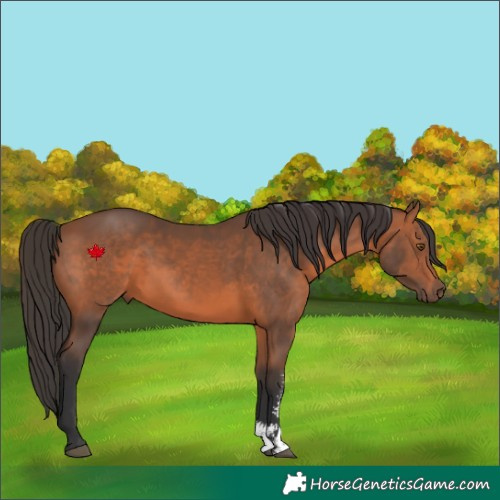 Horse Color:Bay Sabino 