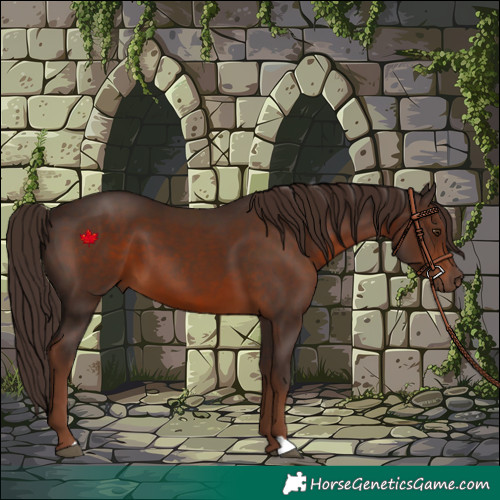 Horse Color:Liver Chestnut 