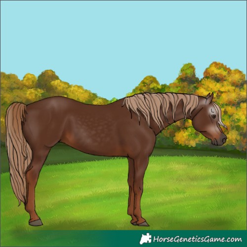 Horse Color:Gray Chestnut