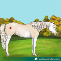 Horse Color:Palomino Pearl Dun Splash Rabicano 