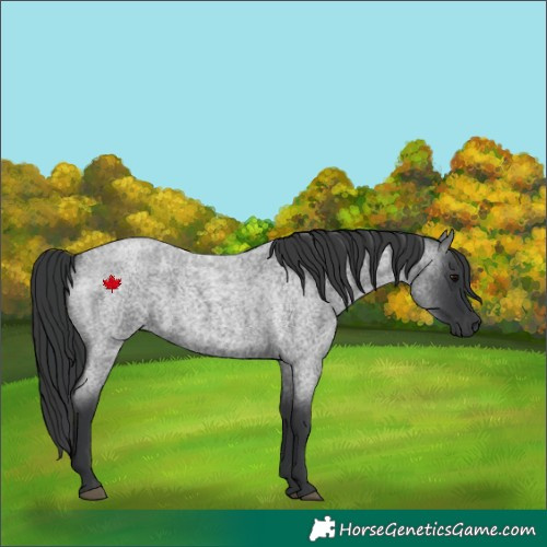 Horse Color:Blue Roan 