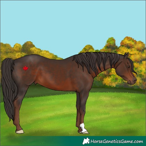 Horse Color:Liver Chestnut 