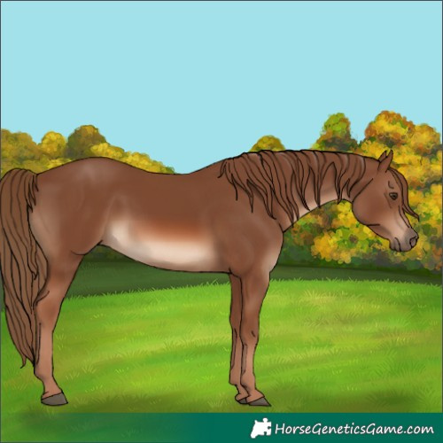 Horse Color:White Spotted Chestnut 