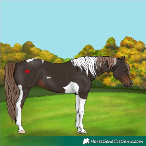 Horse Color:Liver Chestnut Tobiano