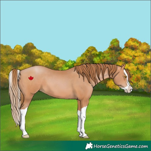 Horse Color:Bay Pearl Splash 