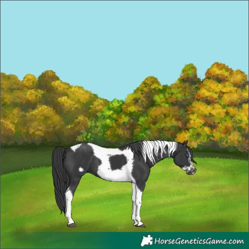 Horse Color:Black Tobiano Frame Rabicano 