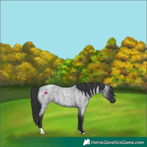 Horse Color:Blue Roan 