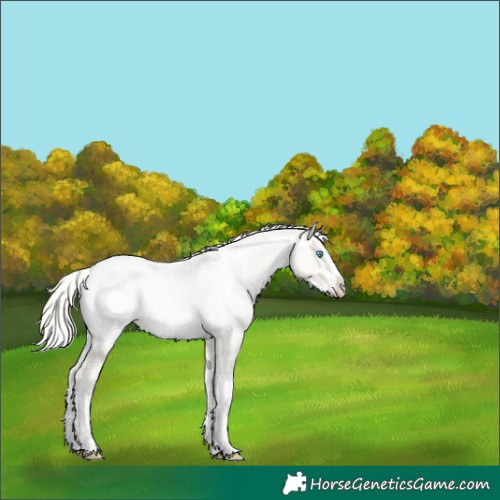 Horse Color:Unknown 