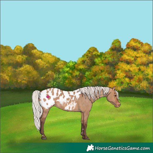 Horse Color:Silver Bay Dun Near Leopard 