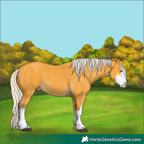 Horse Color:White Spotted Silver Buckskin 