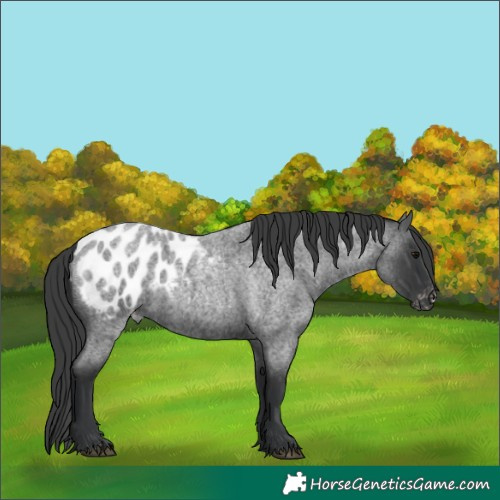 Horse Color:Unknown 