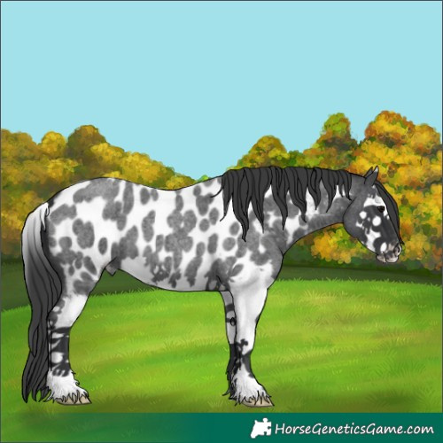 Horse Color:Blue Roan Splash Near Leopard 
