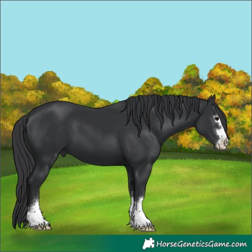 Horse Color:Unknown 