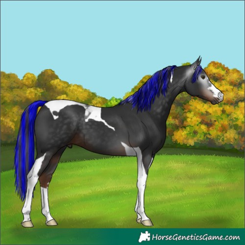 Horse Color:Gray Painted Liver Chestnut Tobiano 