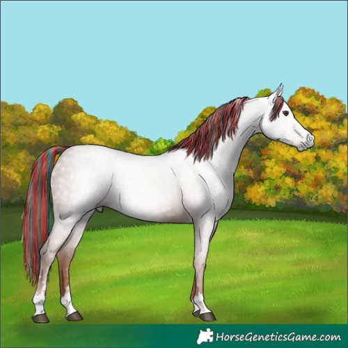 Horse Color:Gray Painted Chestnut 