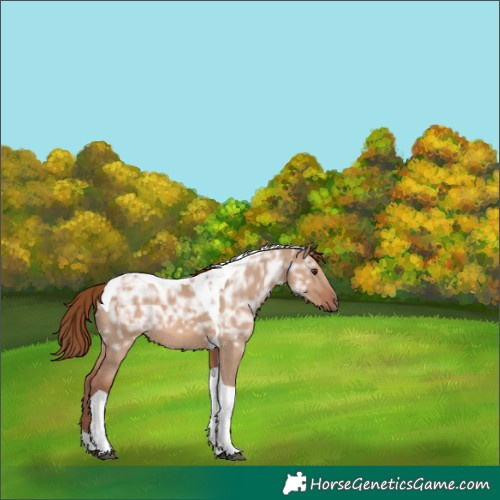 Horse Color:Red Dun Ice Tobiano Rabicano 