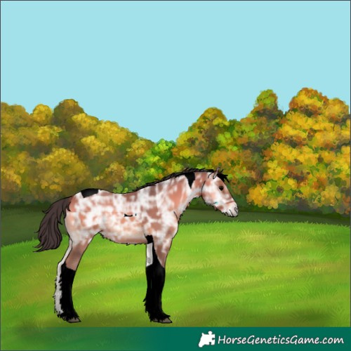 Horse Color:Bay Ice Onyx Tobiano Rabicano 