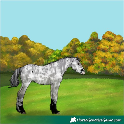 Horse Color:Unknown 
