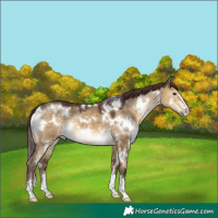 Horse Color:White Spotted Chocolate Buckskin Dun