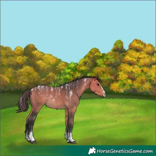 Horse Color:Unknown 