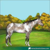Horse Color:White Spotted Brown Dun