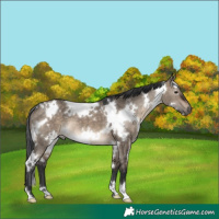 Horse Color:White Spotted Brown Dun 
