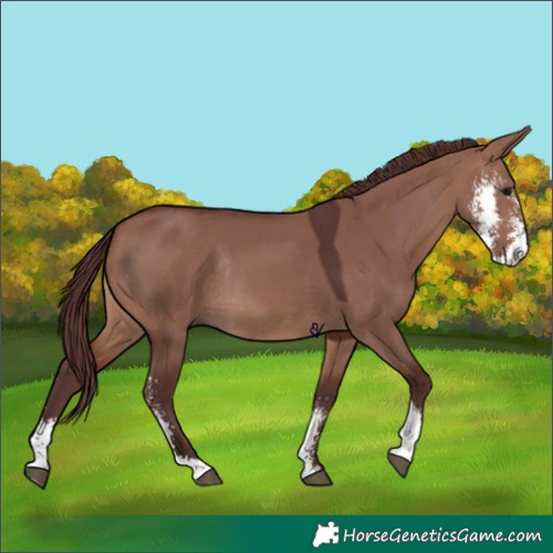 Horse Color:Chocolate Brown Dun Sabino Rabicano 
