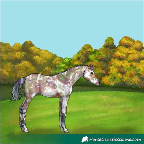 Horse Color:Nacre Bay Dun Sabino 