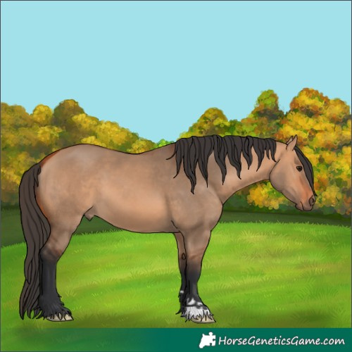 Horse Color:Unknown 