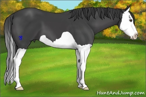 Horse Color:Smoky Black Splash