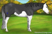Horse Color:Smoky Black Splash