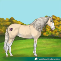 Horse Color:Palomino Dun Splash 