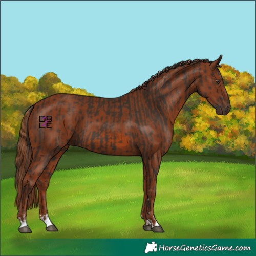 Horse Color:Liver Chestnut  and Chestnut 