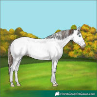 Horse Color:White Spotted Brown Pearl Dun Appaloosa 