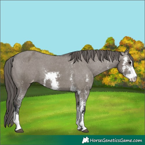 Horse Color:Unknown 