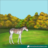 Horse Color:Brown Roan Splash 