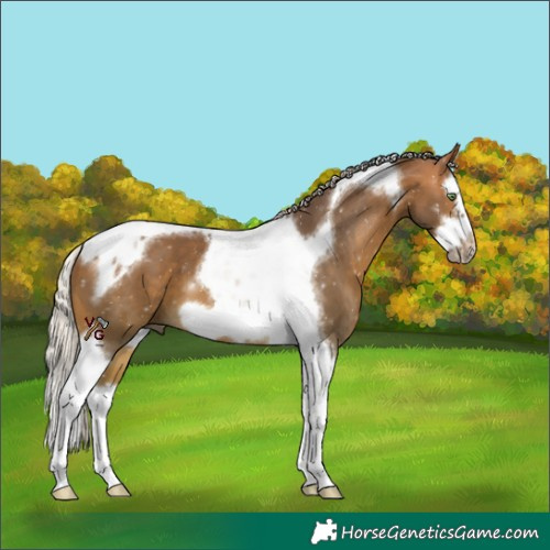 Horse Color:Silver Buckskin Splash Tobiano Frame 