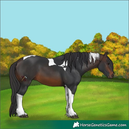 Horse Color:Brown Tobiano 