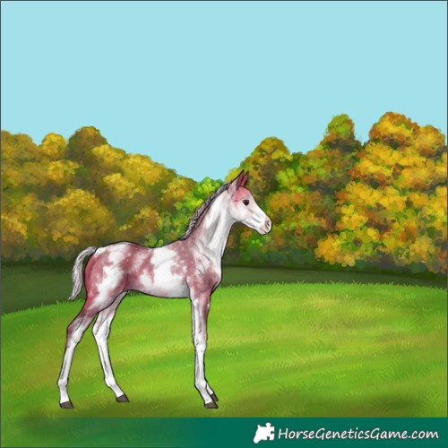 Horse Color:White Spotted Silver Buckskin Tobiano 
